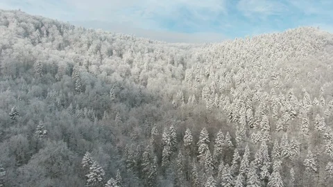 Frozen trees on mountain slope in motion 動画素材 103330650