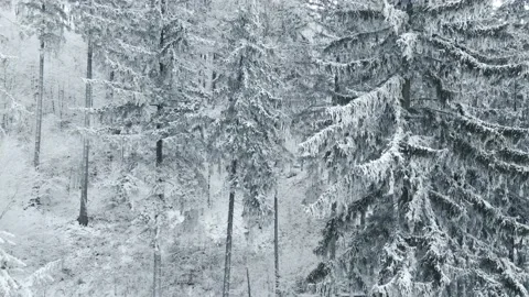 Frozen trees in mountains. Winter landscape. Drone Footage Stock Footage 233163224