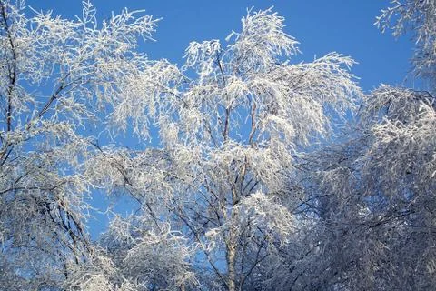 Frozen Trees Stock Photos