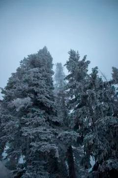 Frozen Trees Foto stock