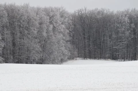 Frozen Trees Stock Photos