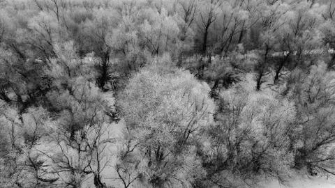 Frozen Trees Stock Photos