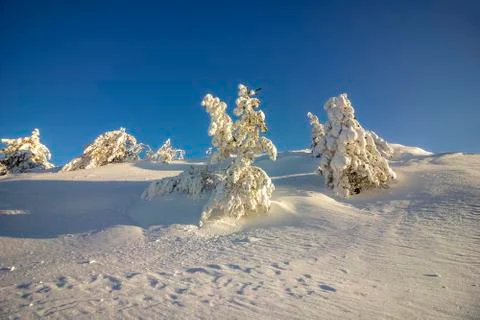 Frozen trees Stock Photos