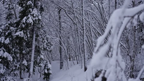 Frozen Trees in a Quiet Winter Mist. Version 2 Stock Footage 299648821