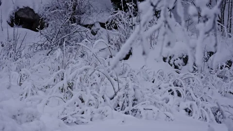 Frozen Trees in a Quiet Winter Mist. Version 1 Stock Footage 299652509
