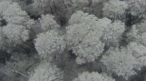 Frozen trees with snow Stock Footage 58756198