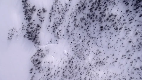 Frozen trees in the snow Stock Footage 73060885