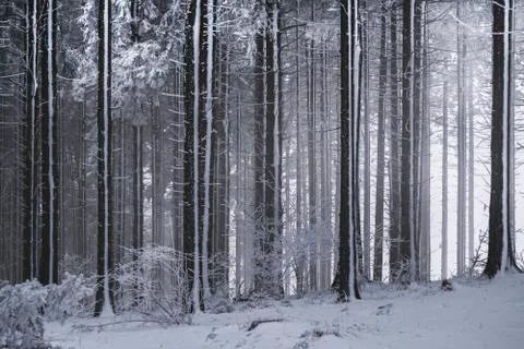 Frozen trees with snow Stock Photos
