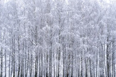 Frozen trees with snow Stock Photos