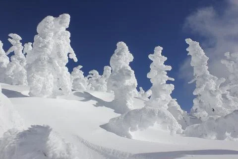 Frozen trees at the summit of Maiden Peak on the Willamette National Forest Stock Photos