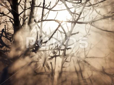 Frozen trees in sunlight Stock Photos