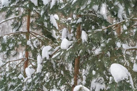 Frozen trees with textured snow. Winter scene featuring textured bark and snow f Stock Photos