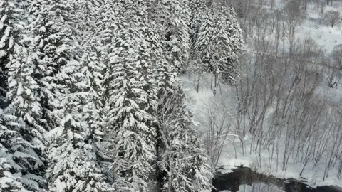 The frozen trees at the top of the mountain are covered with white snow. Video stock 169546962