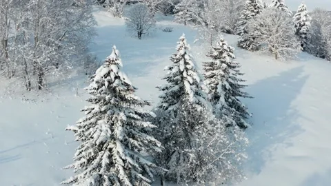 The frozen trees at the top of the mountain are covered with white snow. Stock Footage 169553762