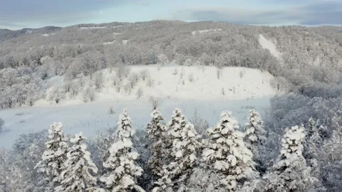 The frozen trees at the top of the mountain are covered with white snow. Stock-Footage 169554121