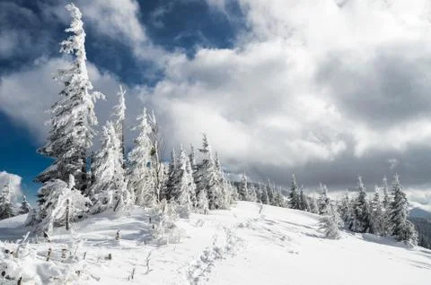 Frozen trees on the top of the mountain. 스톡 사진