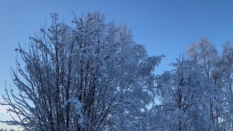 Frozen trees in winter Stock Footage 129168402
