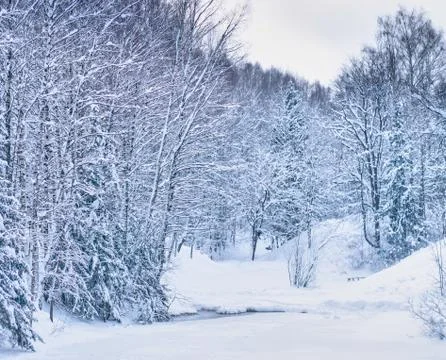 Frozen trees in the winter forest Stock Photos