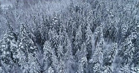 Frozen treetops, top view camera flies over snowy trees. Stock Footage 147040443