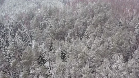 Frozen treetops, top view camera flies over snowy landscape. Stock Footage 147987542