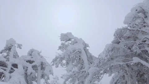 Frozen treetops while snowing on a cloudy day. Stock Footage 86493497