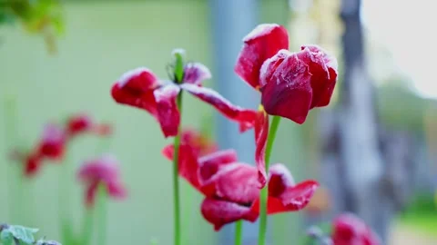 Frozen tulip flower global warming ice age last generation disaster Stock Footage 274192565