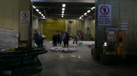 Frozen tuna lined up pre-auction Stock Footage