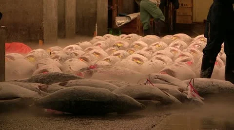 Frozen tuna lined up pre-auction Stock Footage 11237868