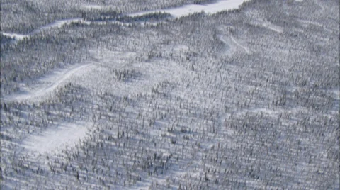 Frozen Tundra Elk Stock Footage 38174523