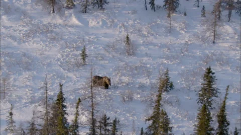 Frozen Tundra Elk Stock Footage 41617645