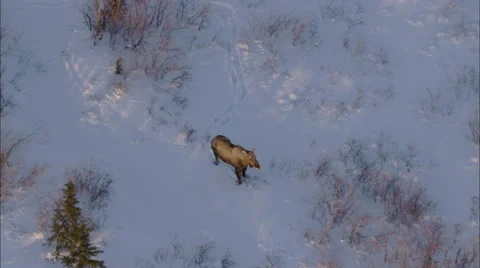 Frozen Tundra Elk Stock Footage 41618004