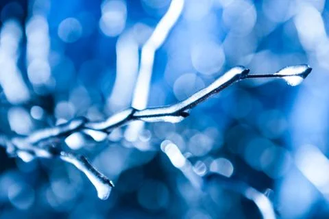 Frozen twig background Stock Photos