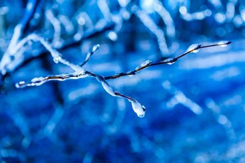 Frozen twig background Stock Photos