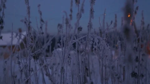 Frozen twig of nettle in winter Stock Footage 84778114