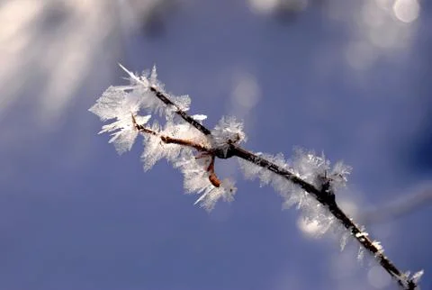 Frozen twig Stock Photos