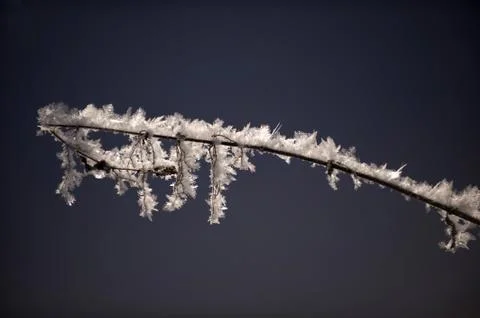 Frozen twig Stock Photos
