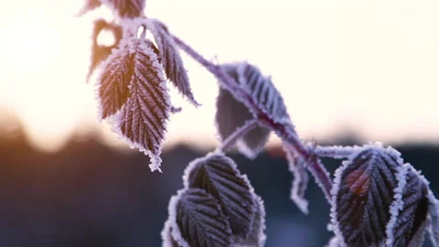 Frozen twig of raspberries in sunset light Stock Footage 130837320