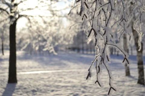 Frozen twig tree Stock Photos