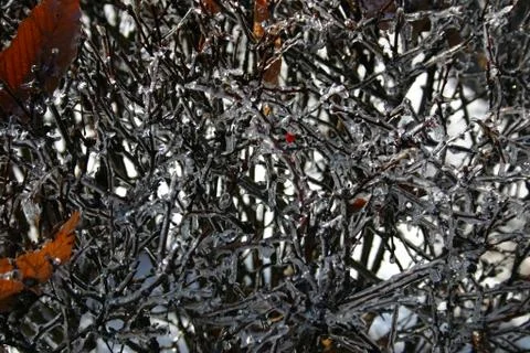Frozen Twigs 2 Stock Photos