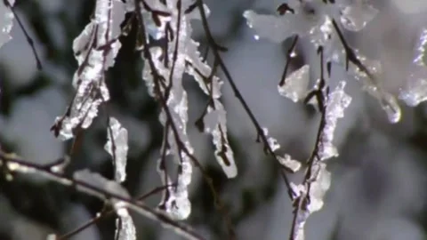 Frozen twigs of a birch. Stock Footage 133597532