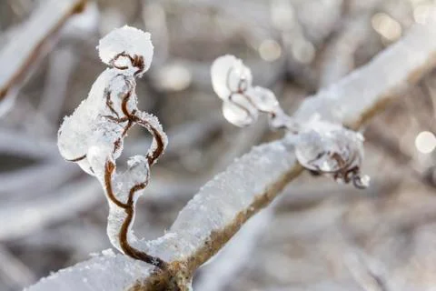 Frozen twigs on a branch Stock Photos