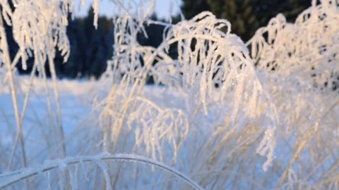 Frozen twigs of grass in winter 库存影片 84778178