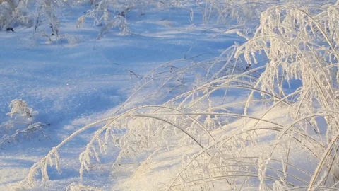 Frozen twigs of grass in winter Video stock 84778255