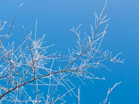 Frozen twigs Foto stock