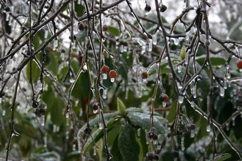 Frozen Twigs 스톡 사진