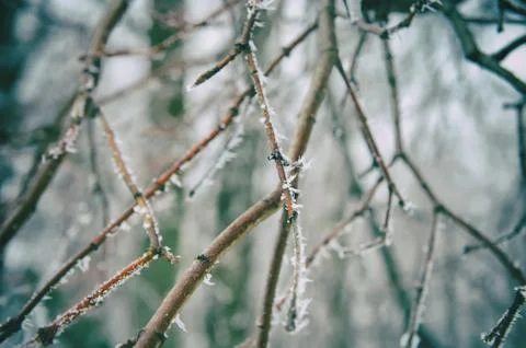 Frozen twigs Stock Photos