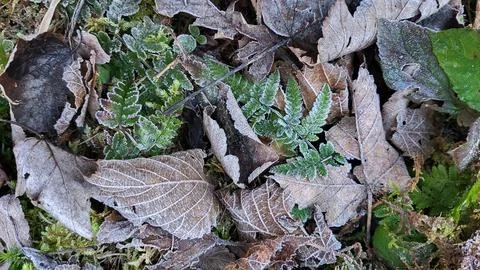 Frozen undergrowth Stock Photos