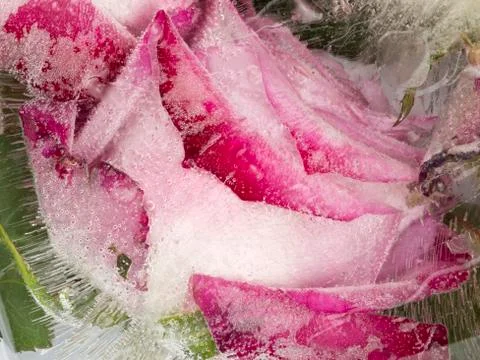 Frozen unusual abstraction with beautiful rose Stock Photos