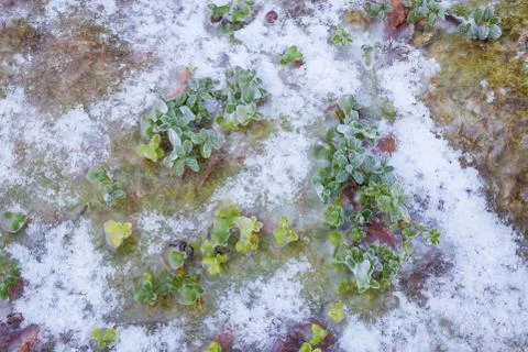 Frozen vegetaion on forest ground Stock Photos