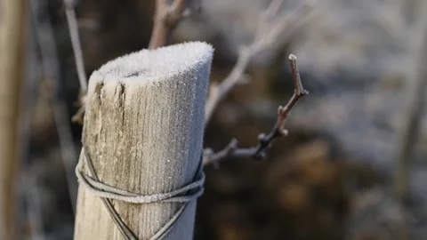 Frozen vines Video stock 303137666